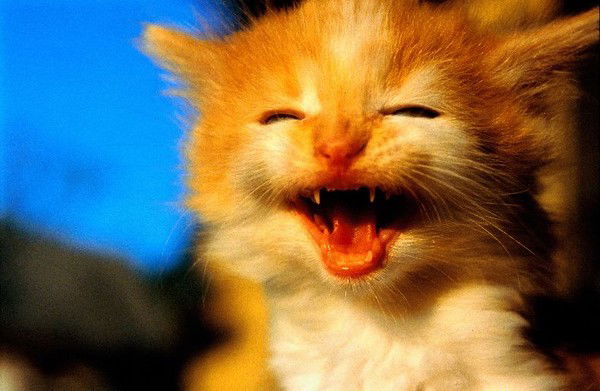 Людмила Булавко