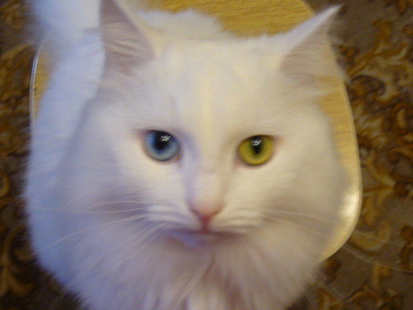 Наташа Доновская