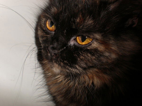 Людмила Шахманова