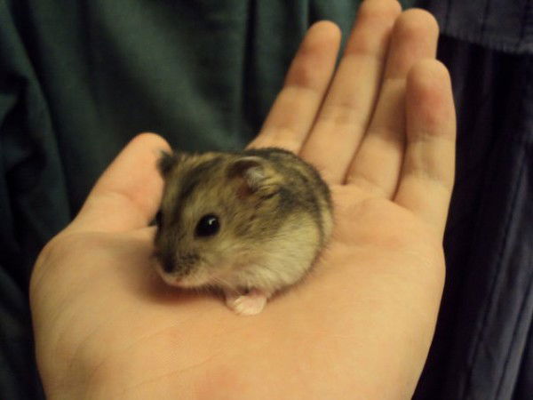 Персик Хомяков