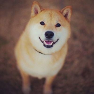 Паша Ротарь