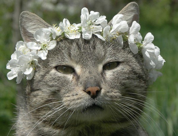 Мягкая И Пушистая