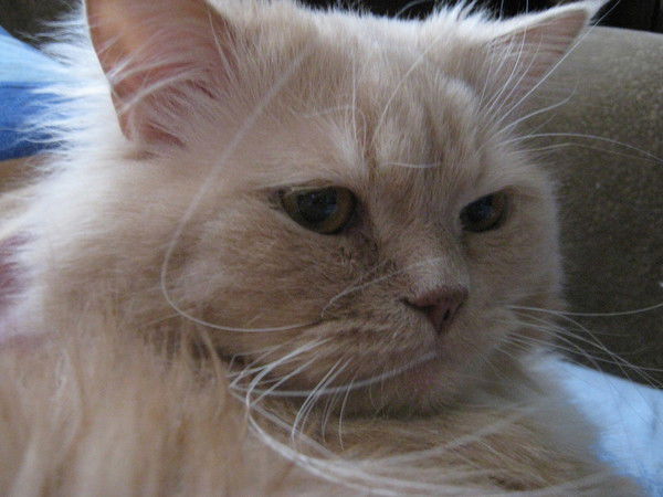 Светлана Худякова