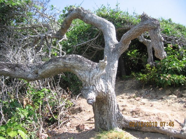 Раис Сахавов