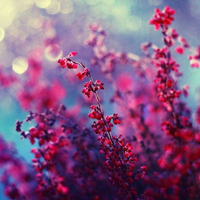 Кошелева Елизавета