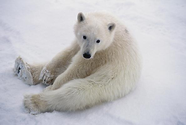 Наталья Никитина