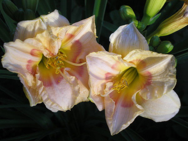 Светлана Свердликова