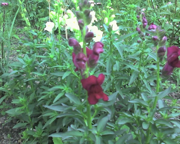 Андрей Корниенко