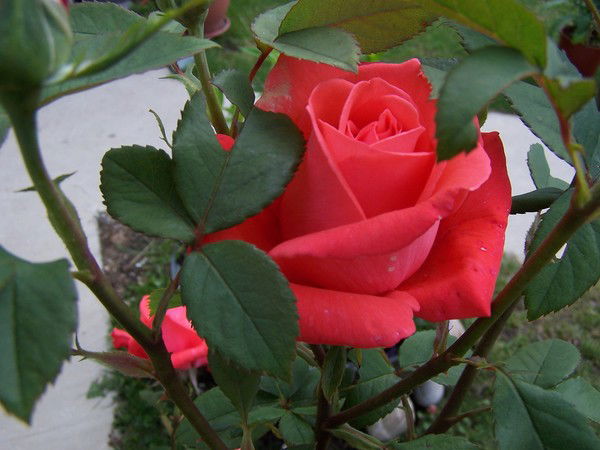 Вероника Симакова