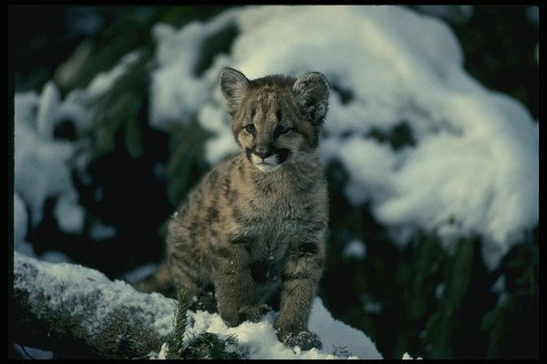 Елена Шапошникова