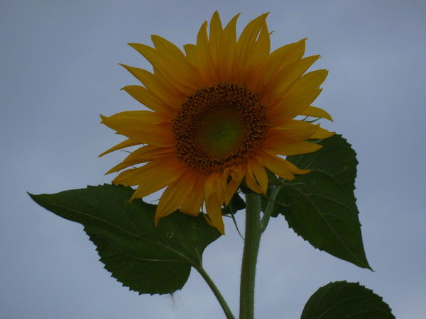 Юлия Кузнецова