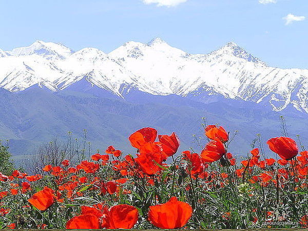 Павел Грицай