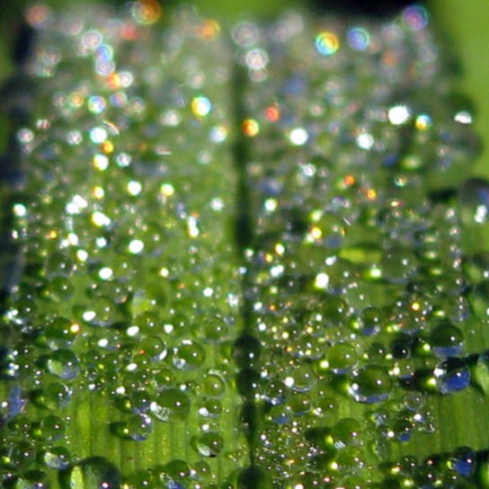 Елена Черний