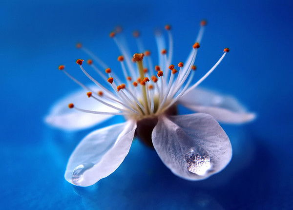 Инесса Овчинникова