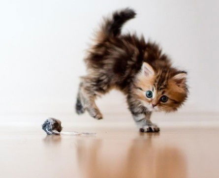 Кристина Кашковская