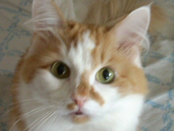 Ольга Кудрик