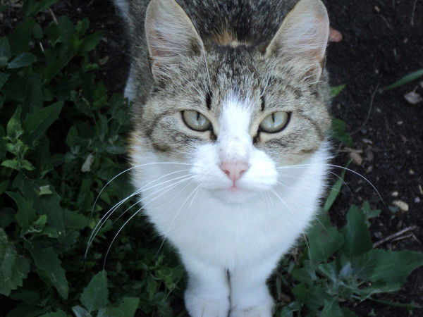 Настя Макарова