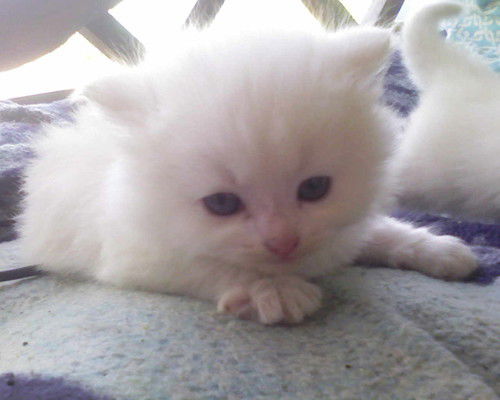 Елена Таратасюк