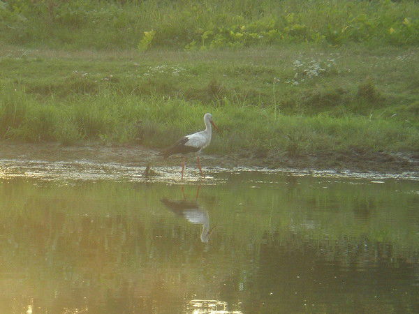 Сергей Шафаренко