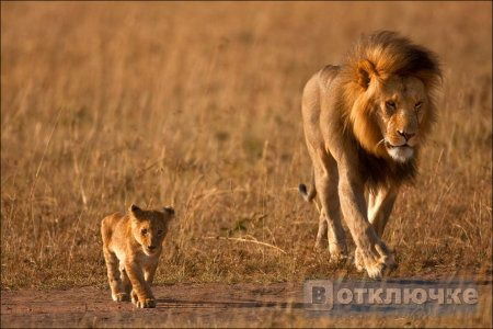 Сергей Ткаченко