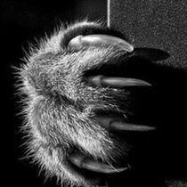 Форвард Ооо