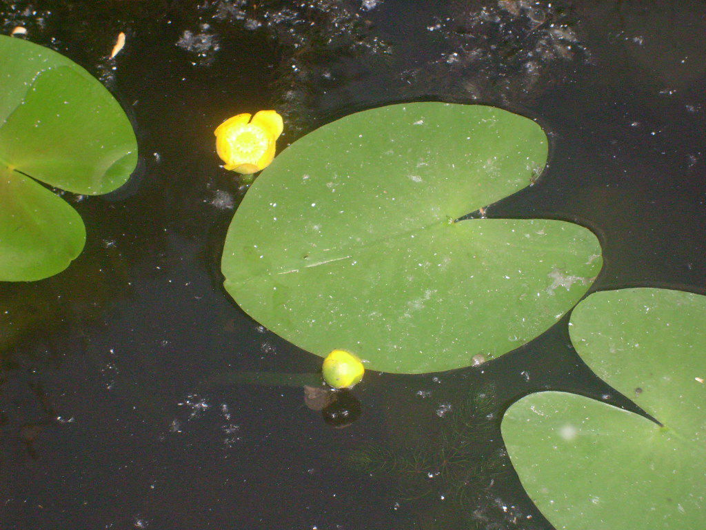 Галина Меркулова