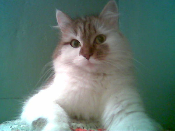 Наталья Широкова