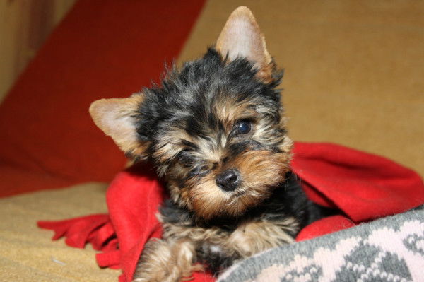 Анжелика Фамелис