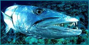 Михаил Тарасенко