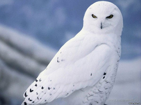 Галина Прекрасная