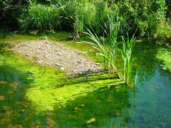 Наталия Акимичева