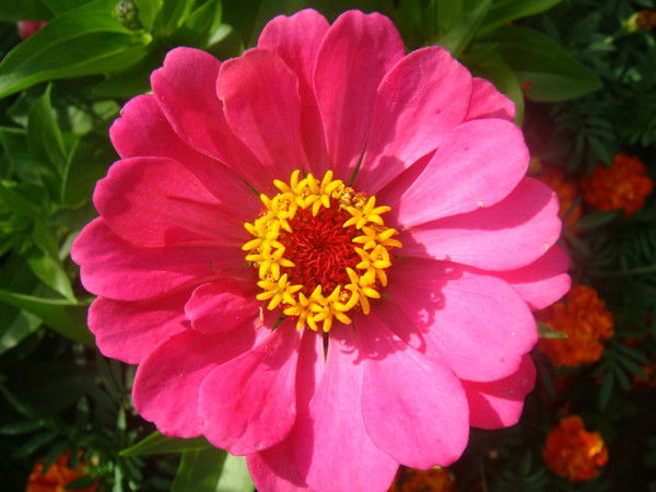 Елена Иванова