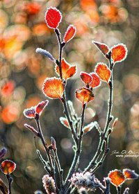 Камила Тастанова