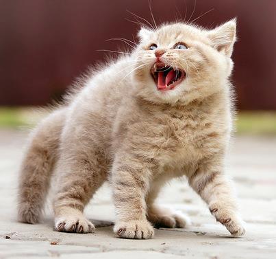 Александр Коротков