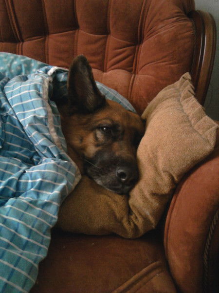 Лариса Замота