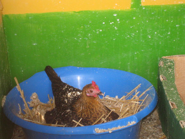 Аминова Наиля