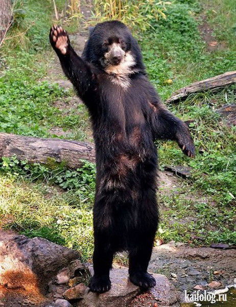 Евгений Трибуль