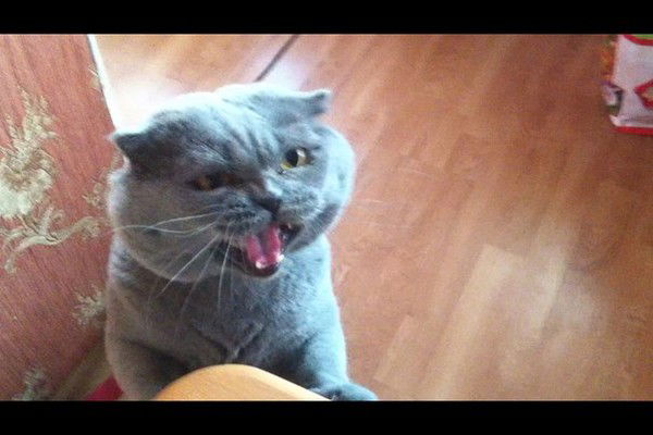 Артем Кациев