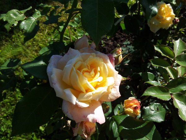 Татьяна Пыхтина