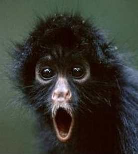 Пляскин Андрей