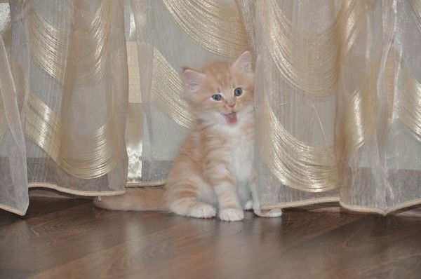 Анжелика Кузнецова