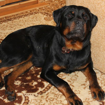 Елена Безрукова