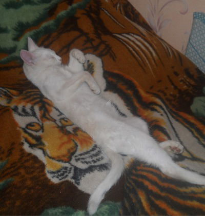 Илья Сабанаев