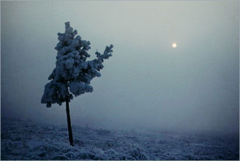 Стас Трефилов