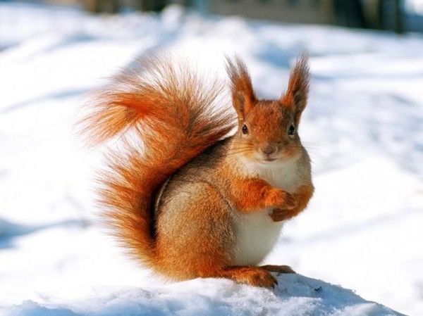 Елена Поляшенко