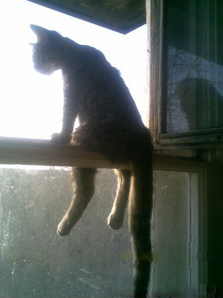 Елена Левина