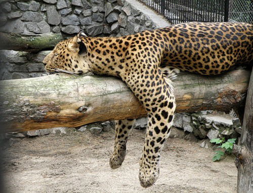 Анна Беликова