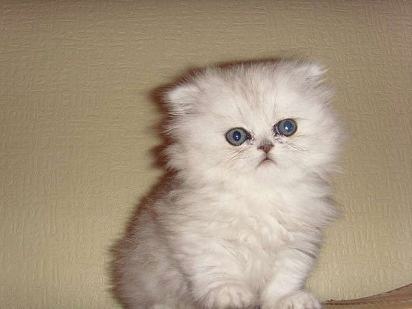 Светлана Гончарова