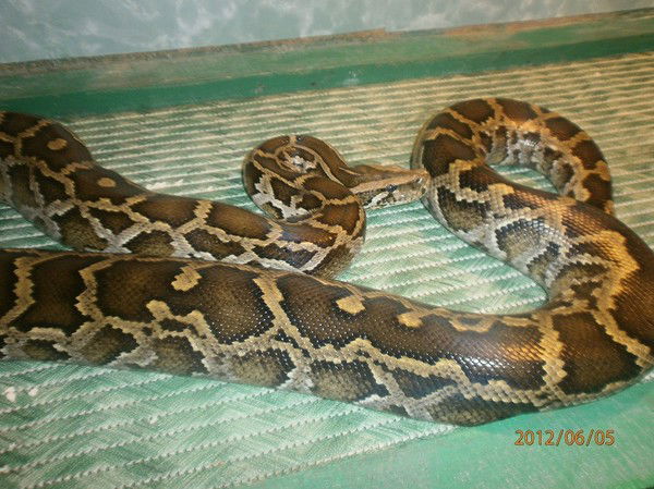 Ольга Мирзоева