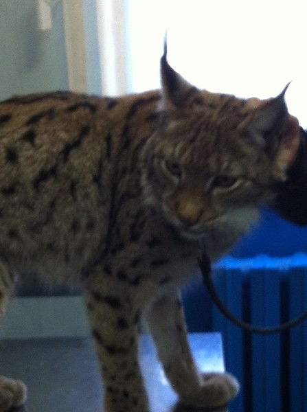 Наталья Володина